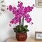 2.5ft. Pink Phalaenopsis Arrangement in Decorative Vase
